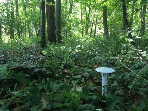 Sensor in forest sGlobe
