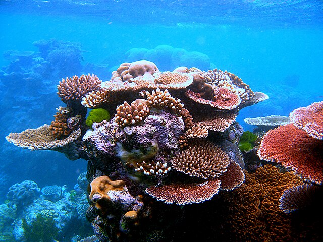 Coral_Reef_ Wiki_by Toby Hudson