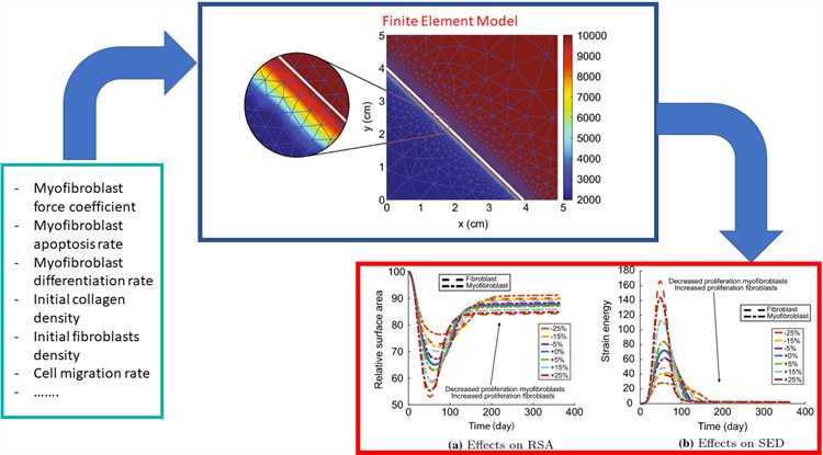 A schematic of the mathematical model,