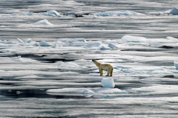 Picture of an ice bear by pexels